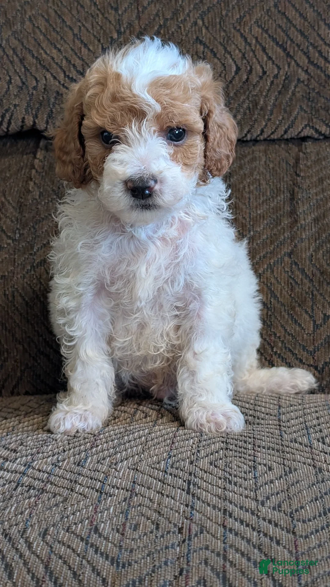 Miniature Poodle dogs for sale: Gyp - Ad 6