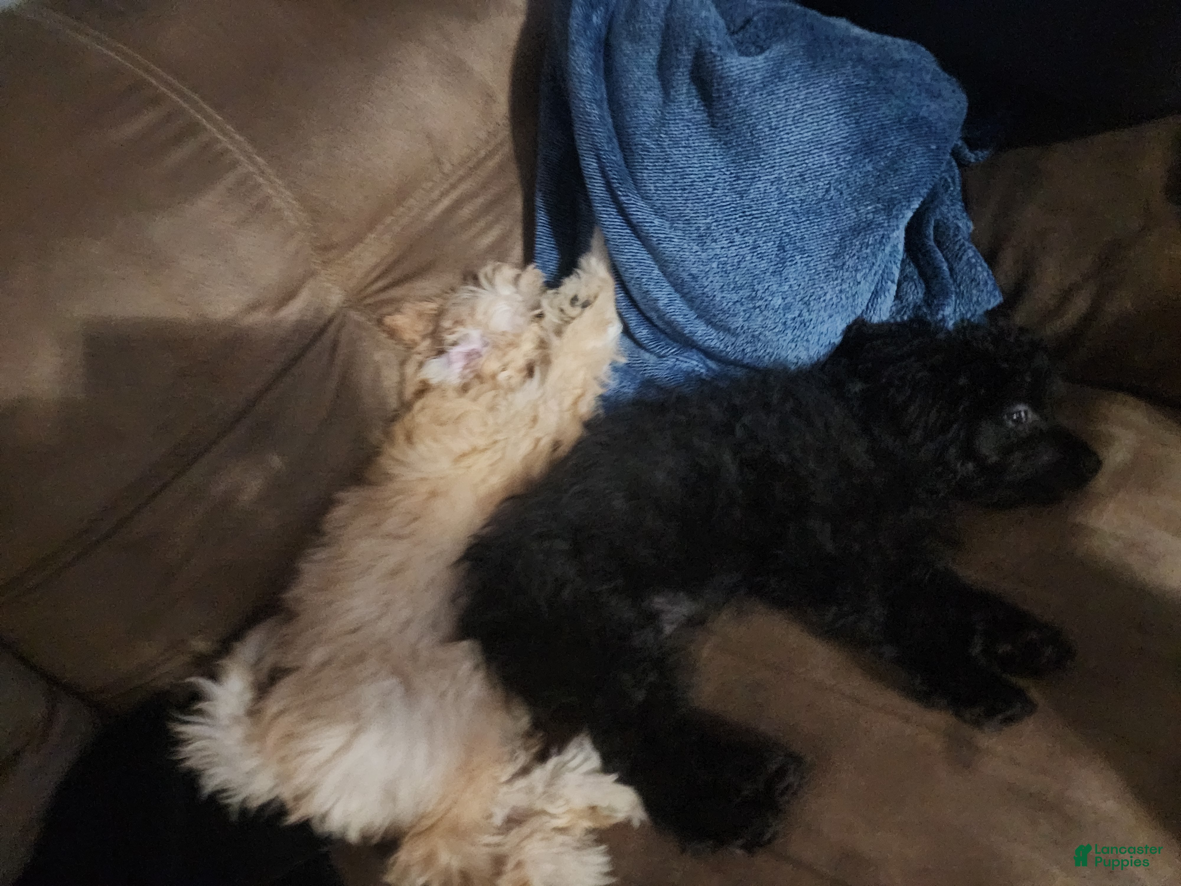 Pomapoo dogs Daisy - Ad 2