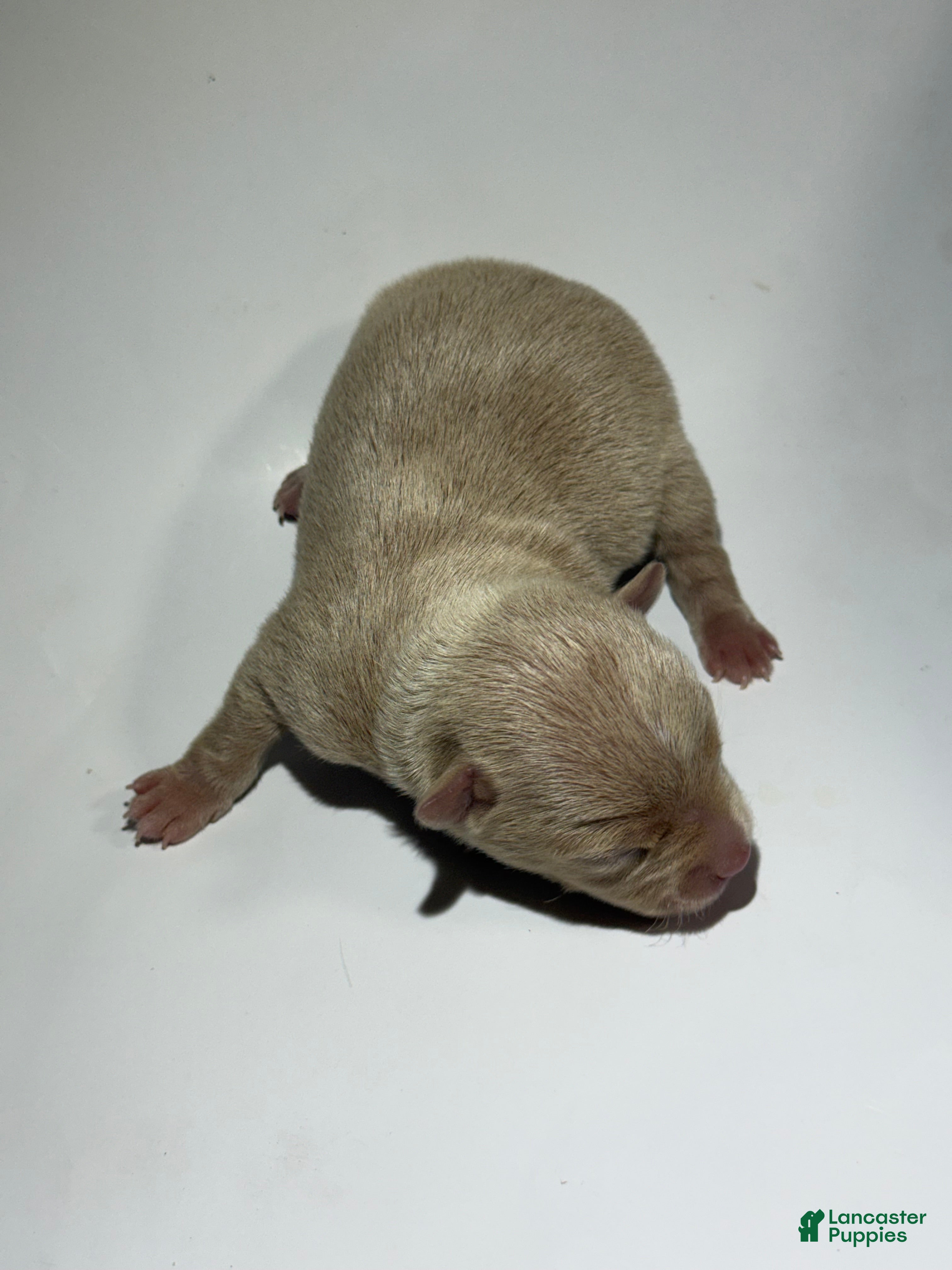 Rat Terrier dogs Benji - Ad 4