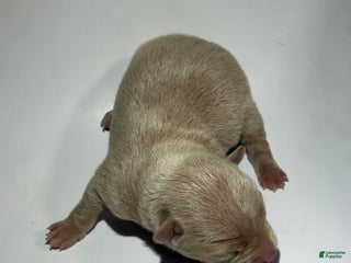 Rat Terrier dogs Benji - Ad 13