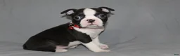 Boston Terrier dogs for sale: Levi - Ad 3