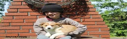 Mixed Breed dogs for sale: Carmel - Ad 3