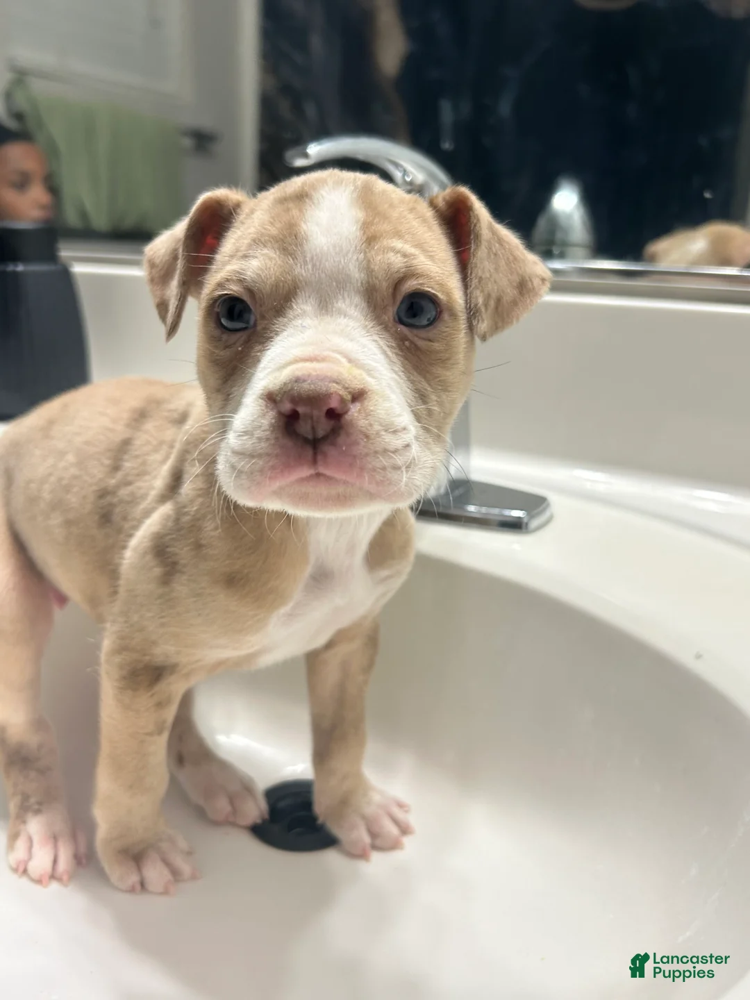 Mixed Breed dogs for sale: Alapaha bully  - Ad 4