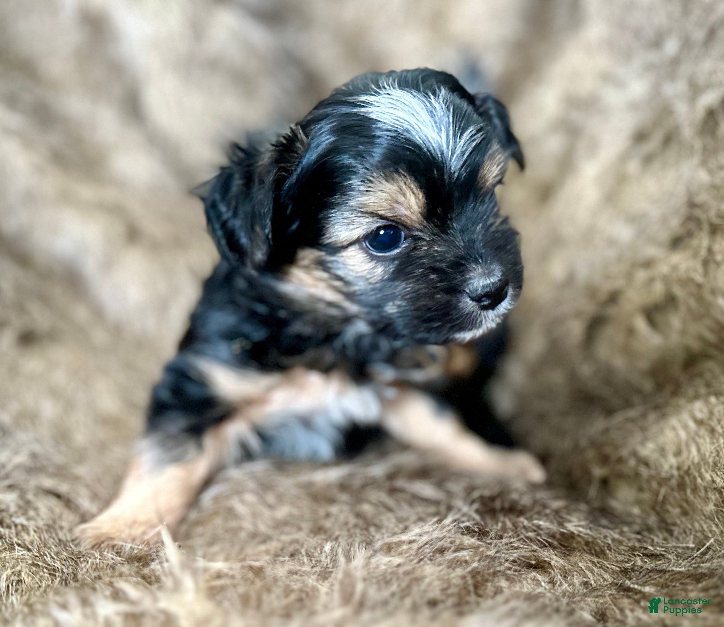 Shorkie dogs Isabel - Ad 20