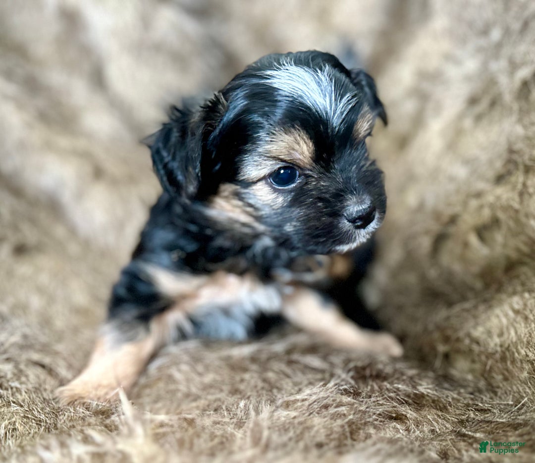 Shorkie dogs for sale: Isabel - Ad 1