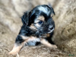 Shorkie dogs Isabel - Ad 22