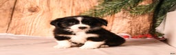 Miniature Australian Shepherd dogs for sale: Elf - Ad 5