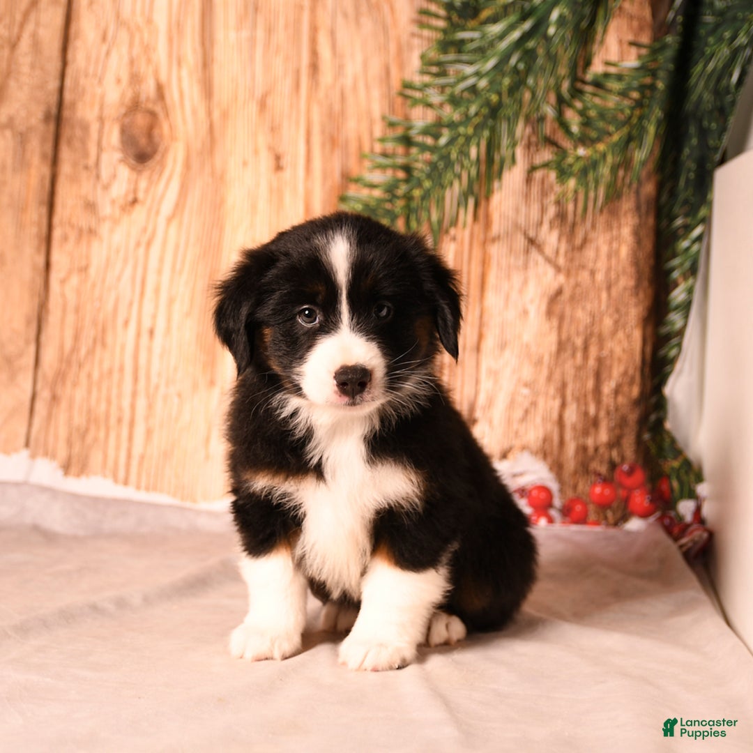 Miniature Australian Shepherd dogs for sale: Elf - Ad 5