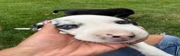 Great Dane dogs for sale: Quinnzelle “Quinn”  - Ad 8