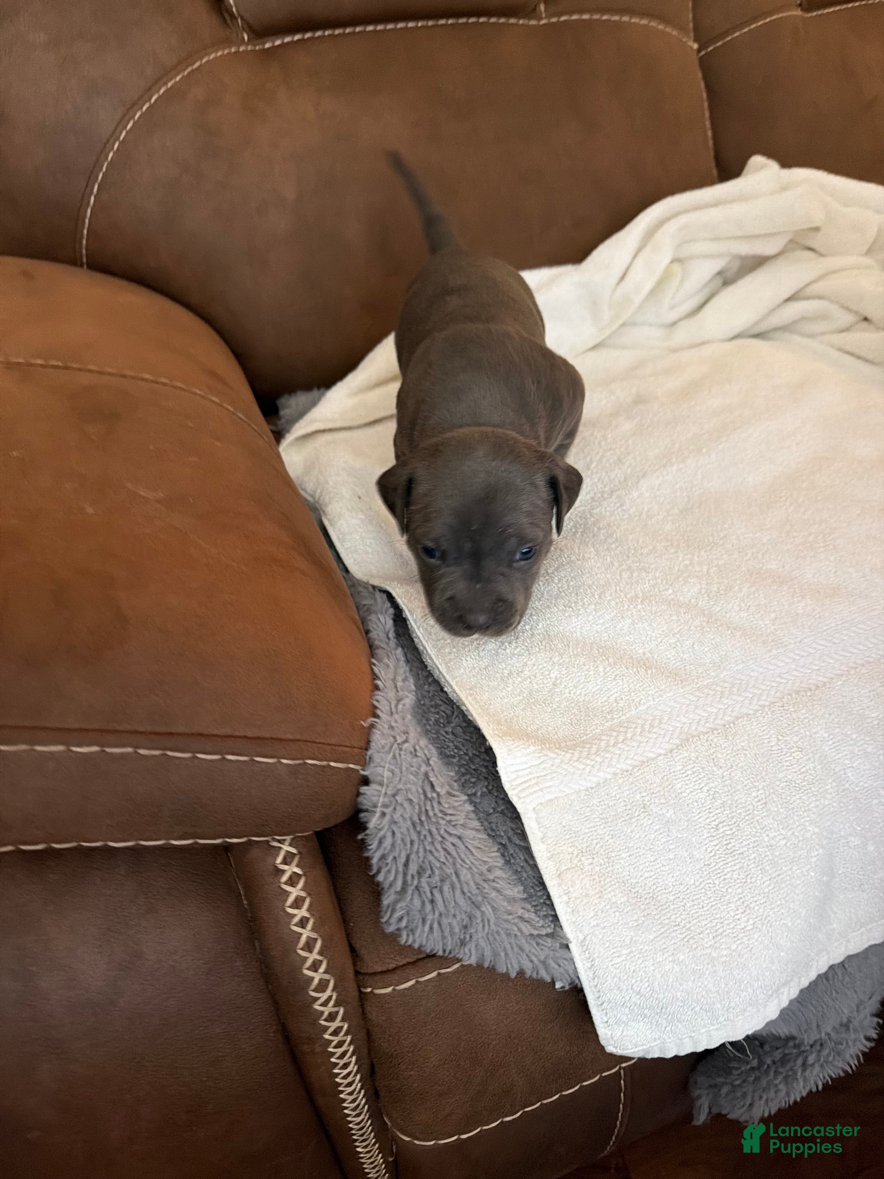 American Bully dogs Danny - Ad 2