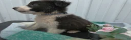 Border Collie dogs for sale: Border Collie Puppy 7 Frisky - Ad 2