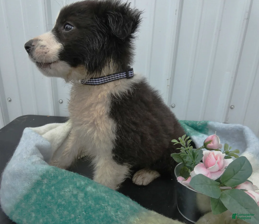 Border Collie dogs for sale: Border Collie Puppy 7 Frisky - Ad 2