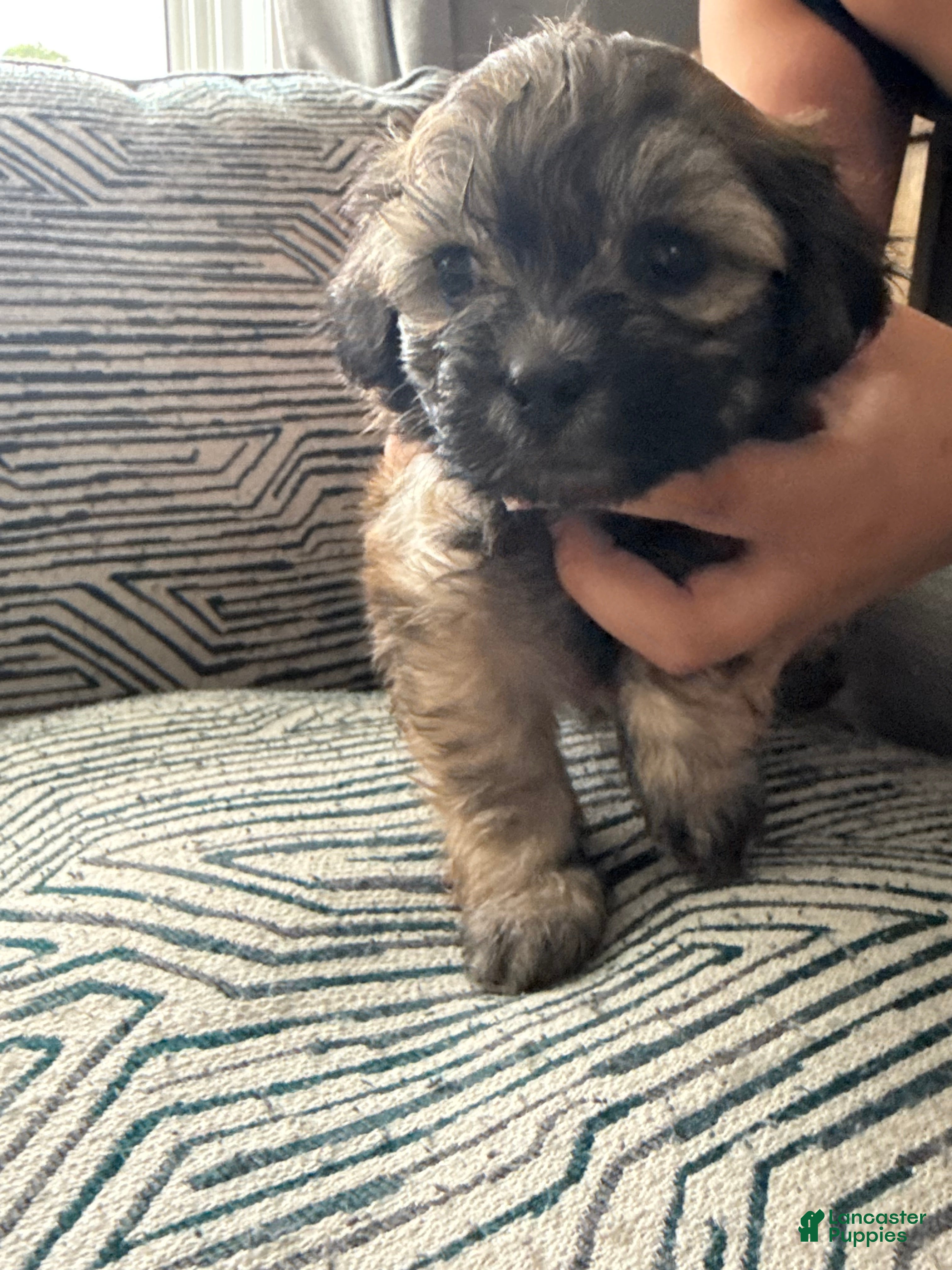 Teddy Bear dogs Ivris - Ad 37