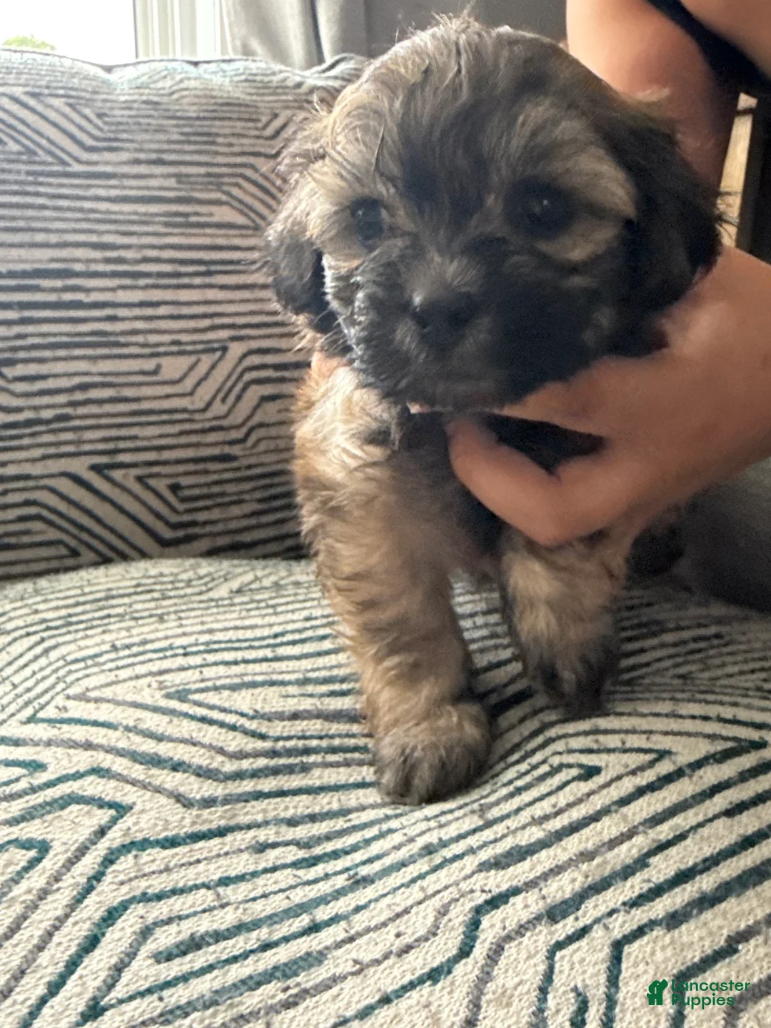 Teddy Bear dogs for sale: Ivris - Ad 1