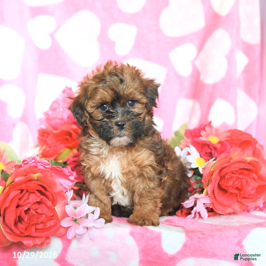 Shihpoo dogs for sale: Candy - Ad 2