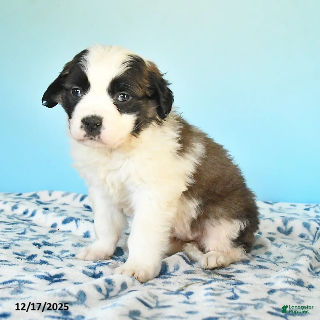 Saint Bernard dogs for sale: Crystal - Ad 4