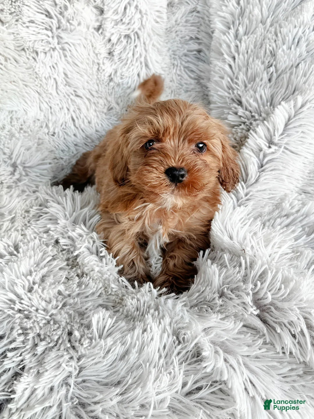 Cavapoo dogs for sale: Theo - Ad 2