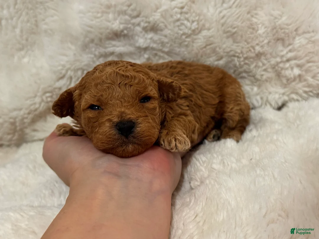 Toy Poodle dogs for sale: Theo  - Ad 3