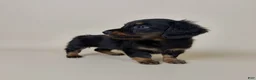 Miniature Dachshund dogs for sale: Dolly  - Ad 6