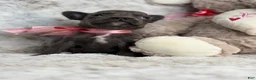 French Bulldog dogs for sale: Charlotte - Ad 4