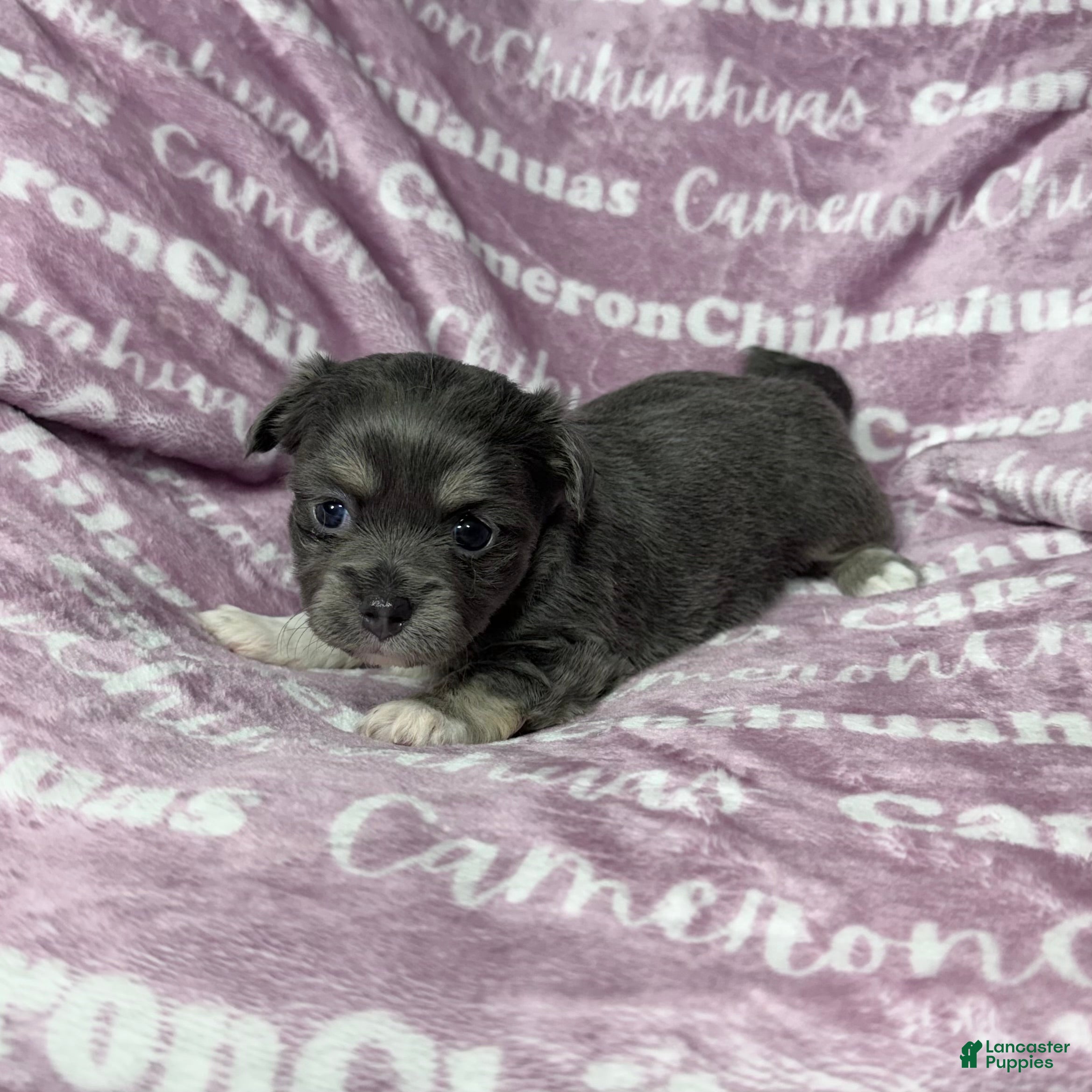 Chihuahua dogs Fern Blue Long Coat - Ad 11