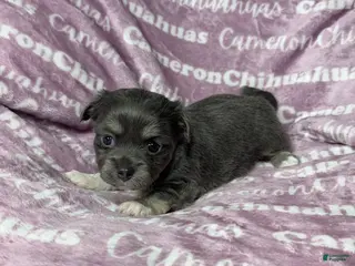 Chihuahua dogs Fern Blue Long Coat - Ad 11