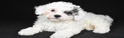 Cavapoo dogs for sale: Tilly - Ad 6