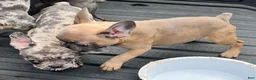 French Bulldog dogs for sale: French Bulldog Puppy 7 - Ad 11