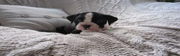 Boxer dogs for sale: Pluto - Ad 2