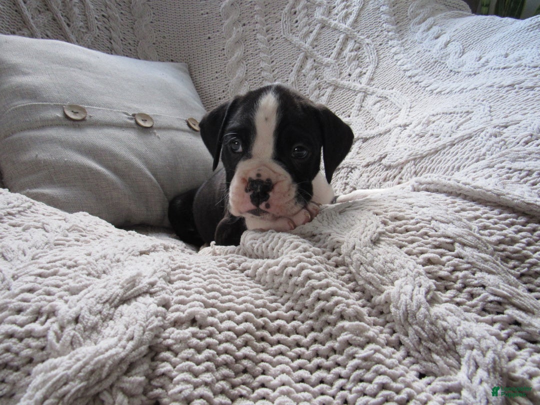 Boxer dogs for sale: Pluto - Ad 2