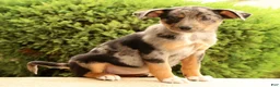 Miniature Australian Shepherd dogs for sale: Bea - Ad 4