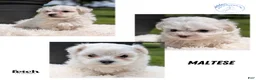 Maltese dogs for sale: Macy - Ad 16