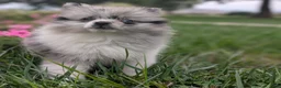 Pomeranian dogs for sale: Dazzle - Ad 4