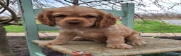 Cocker Spaniel dogs for sale: Dan - Ad 3