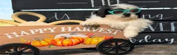 Shih Tzu dogs for sale: Sabrina Shih Tzu  - Ad 15