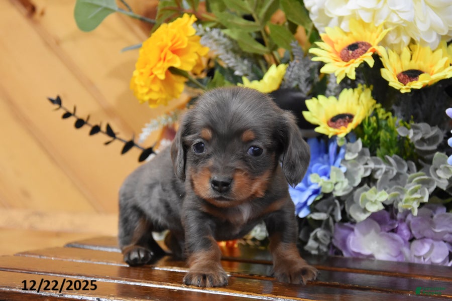 Miniature Dachshund dogs Alfie - Ad 12
