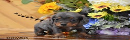 Miniature Dachshund dogs for sale: Alfie - Ad 1