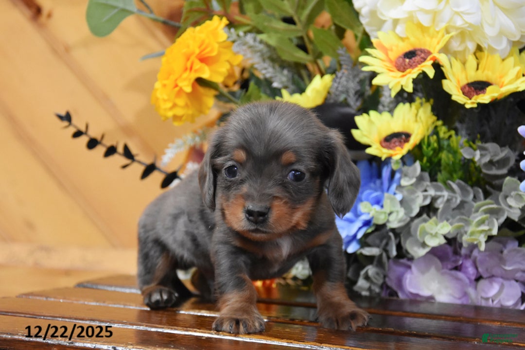 Miniature Dachshund dogs for sale: Alfie - Ad 1