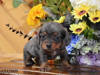 Miniature Dachshund dogs Alfie - Ad 12