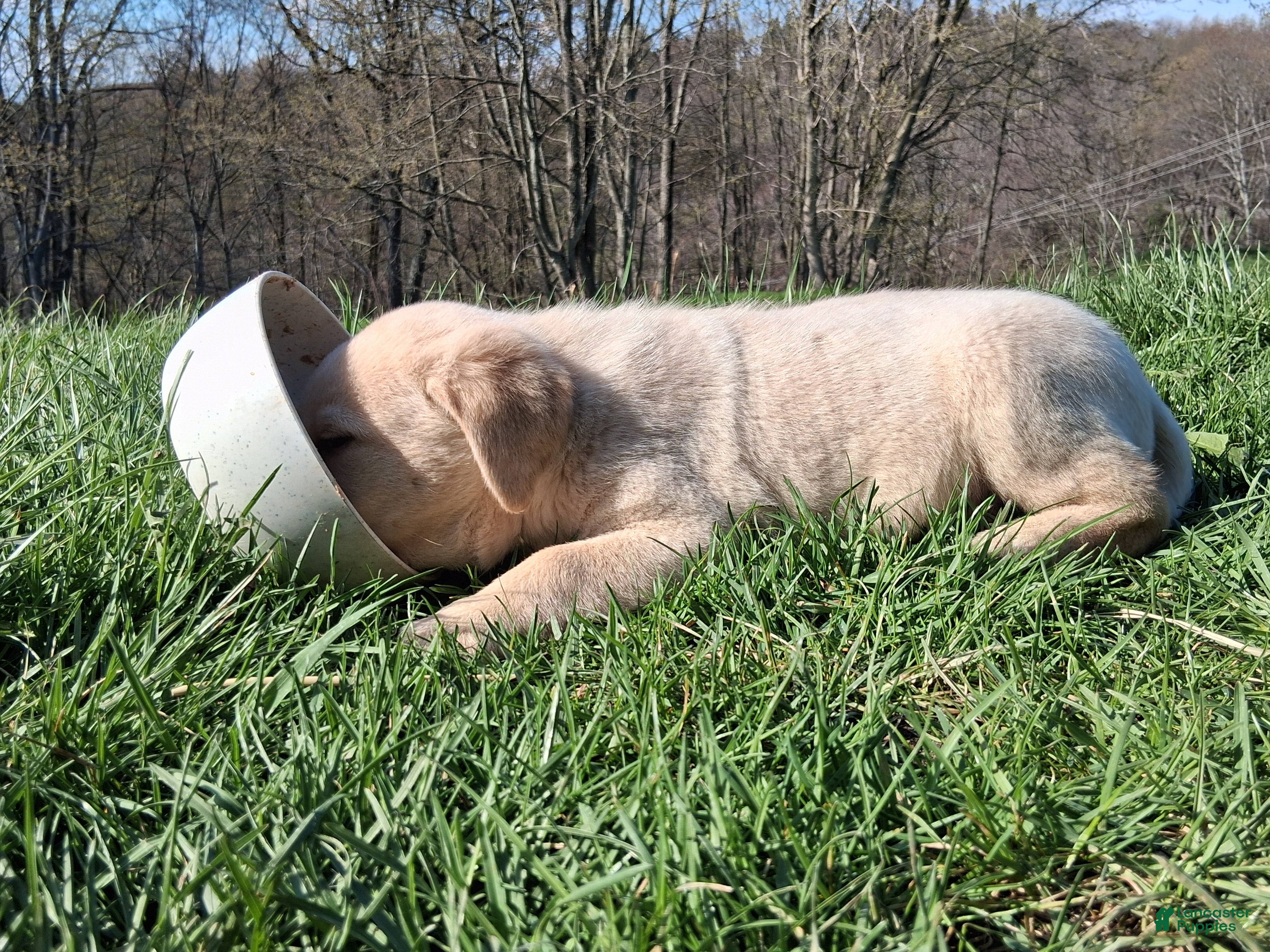 Labrador Retriever dogs Labrador Retriever Puppy 2 - Ad 2