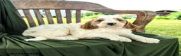 Goldendoodle dogs for sale: Brady - Ad 3