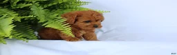 Cavapoo dogs for sale: Max - Ad 4