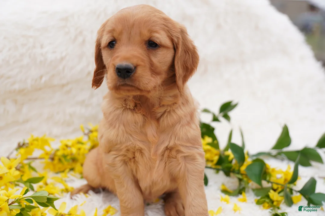 Golden Retriever dogs for sale: Iris - AKC, Genetically Clear - Ad 2