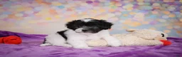 Maltipoo dogs for sale: Voilet - Ad 8