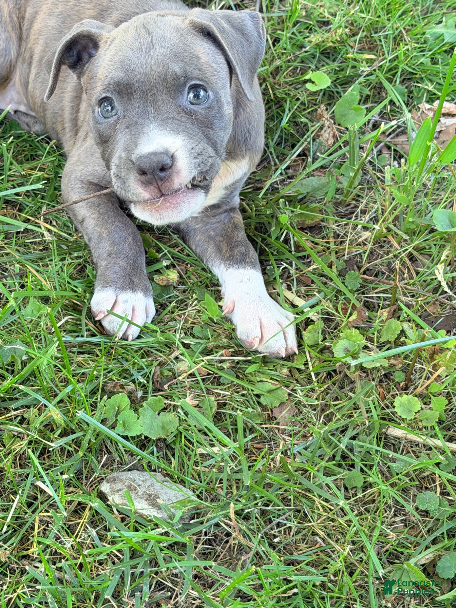 American Pit Bull Terrier dogs American Pit Bull Terrier 1 - Ad 1
