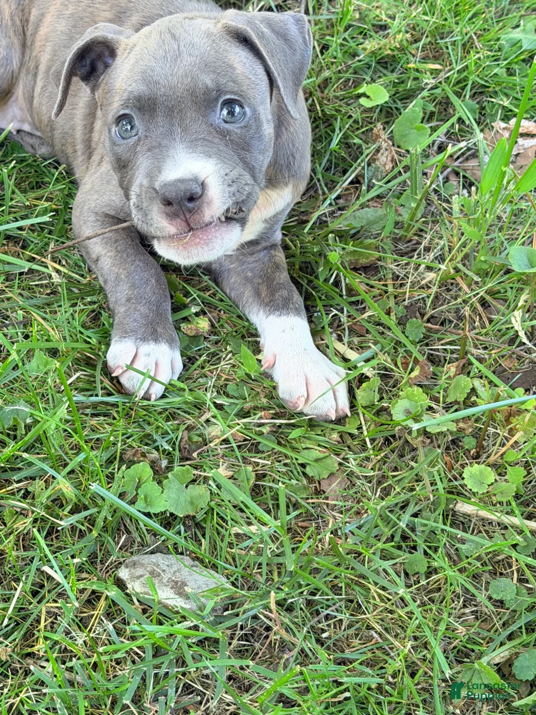 American Pit Bull Terrier dogs for sale: American Pit Bull Terrier 1 - Ad 1