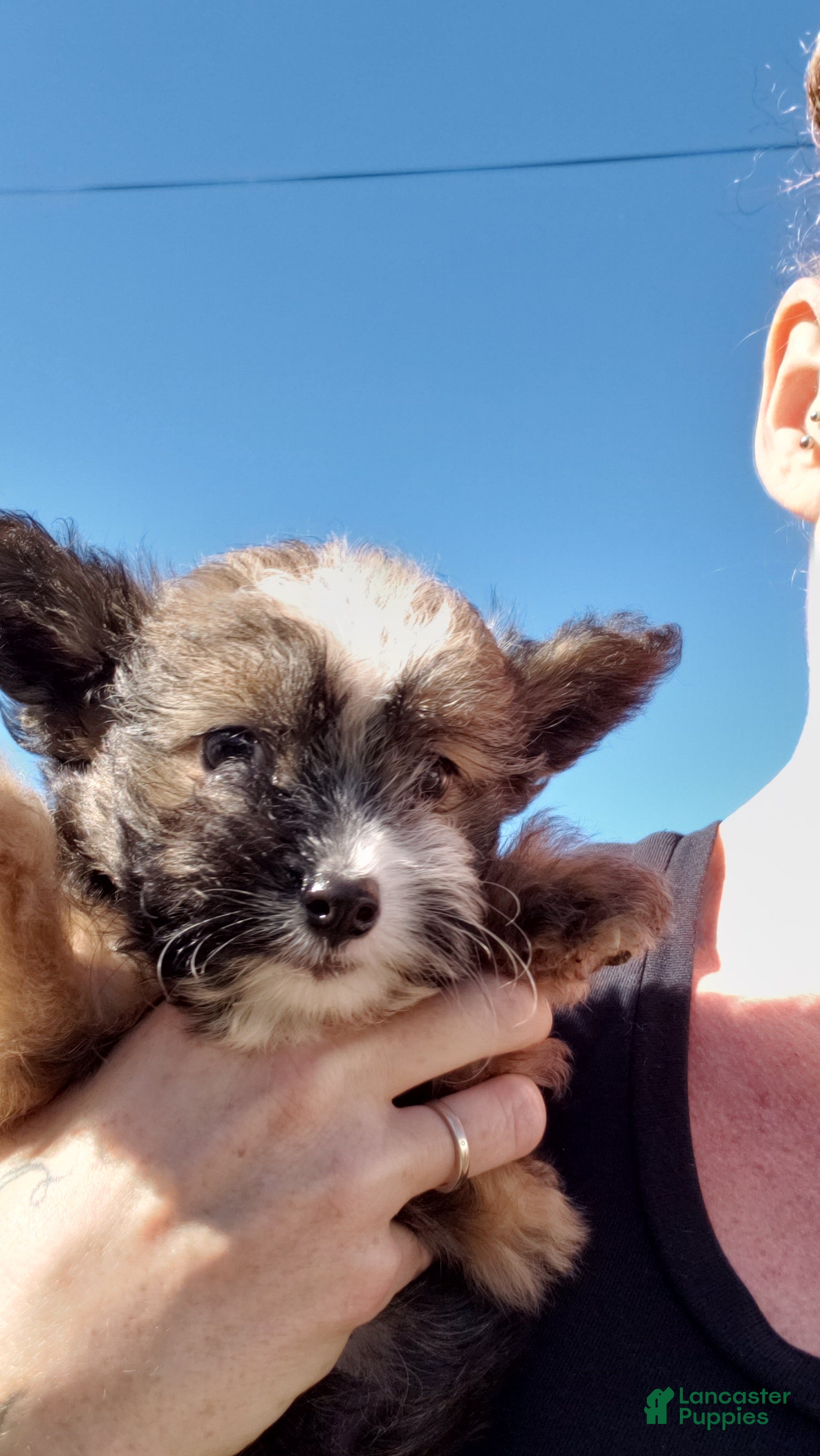 Chinese Crested dogs for sale: Chinese Crested  - Ad 2