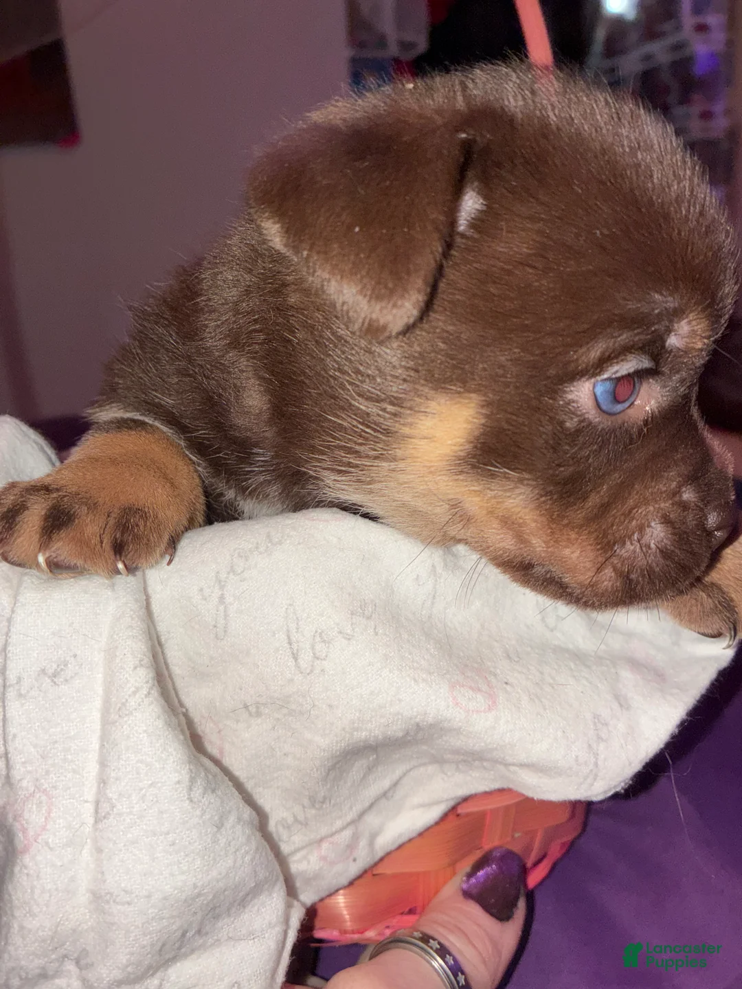 Mixed Breed dogs for sale: Atlas - Ad 2