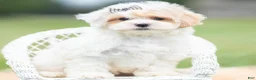 Maltipoo dogs for sale: Roly Poly - Ad 5