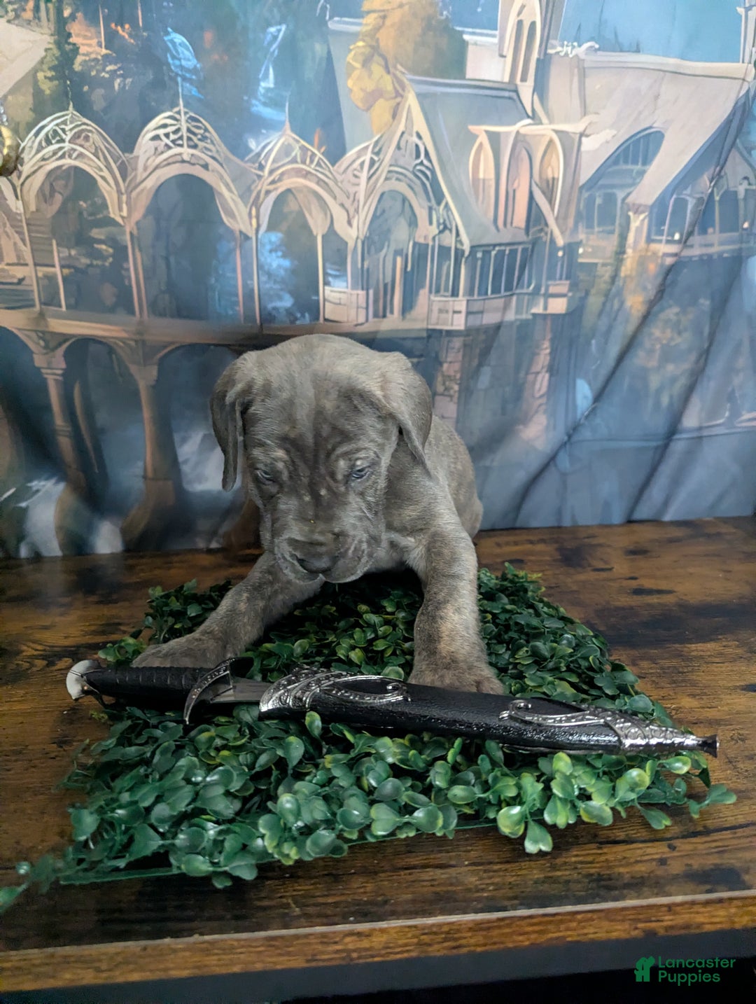 Great Dane dogs for sale: Gimli Male Blue Brindle Great Dane Puppy  - Ad 5